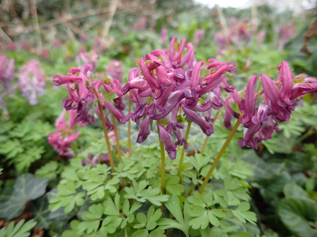 Bird-in-a-bush is an attractive garden plant, but seems to have gone rampant at Rotherby (All Saints). © Steve Woodward