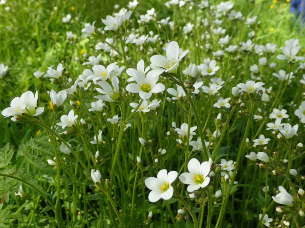 Meadow Saxifrage at Glenfield (St. Peter), 4 May. © Steve Woodward