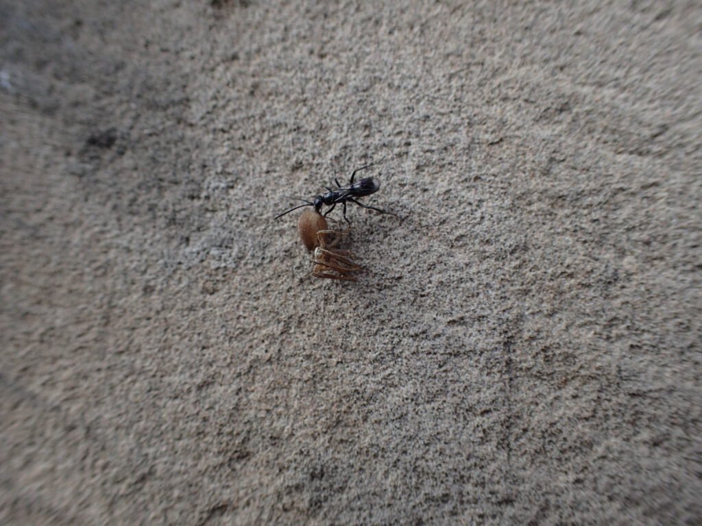 A spider-hunting wasp Dipogon, looking for a suitable nest site on the wall of Osgathorpe (St. Mary) church, where it will park the spider then prepare the nest before dragging in its prey. She will then lay her egg on the spider and seal the nest. © Steve Woodward