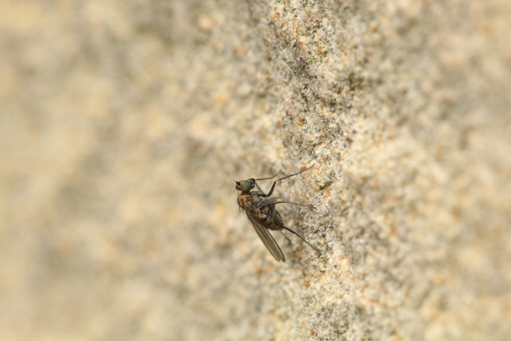 Medetera fly with its characteristic stance on Higham on the Hill (St. Peter) church. © Steve Woodward