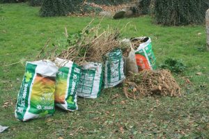 sacks of ivy removed from gravestones