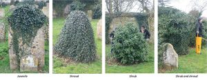 four types of ivy growth on gravestones