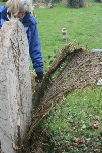 peeling ivy from a gravestone