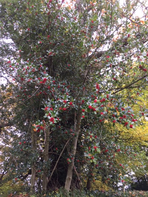 holly tree with berries
