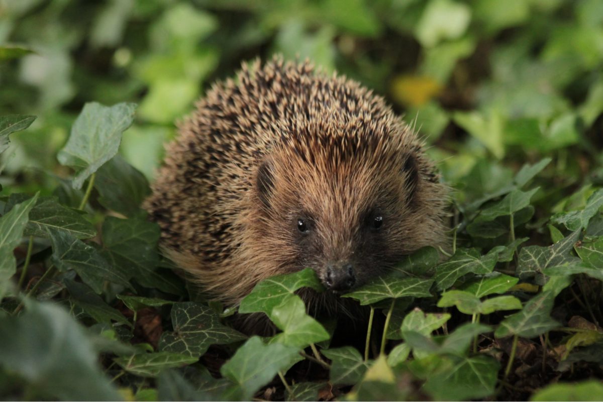 Hedgehog in leafy undergrowth