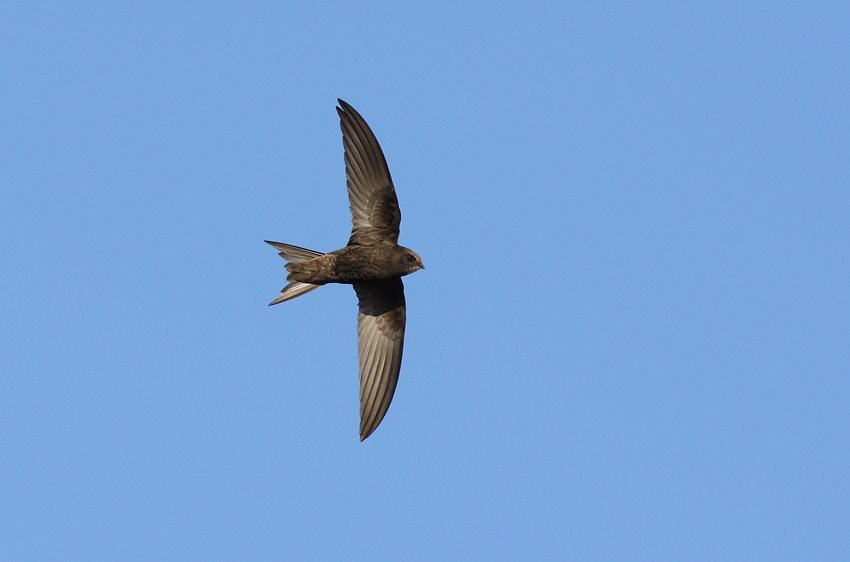 Swift flying
