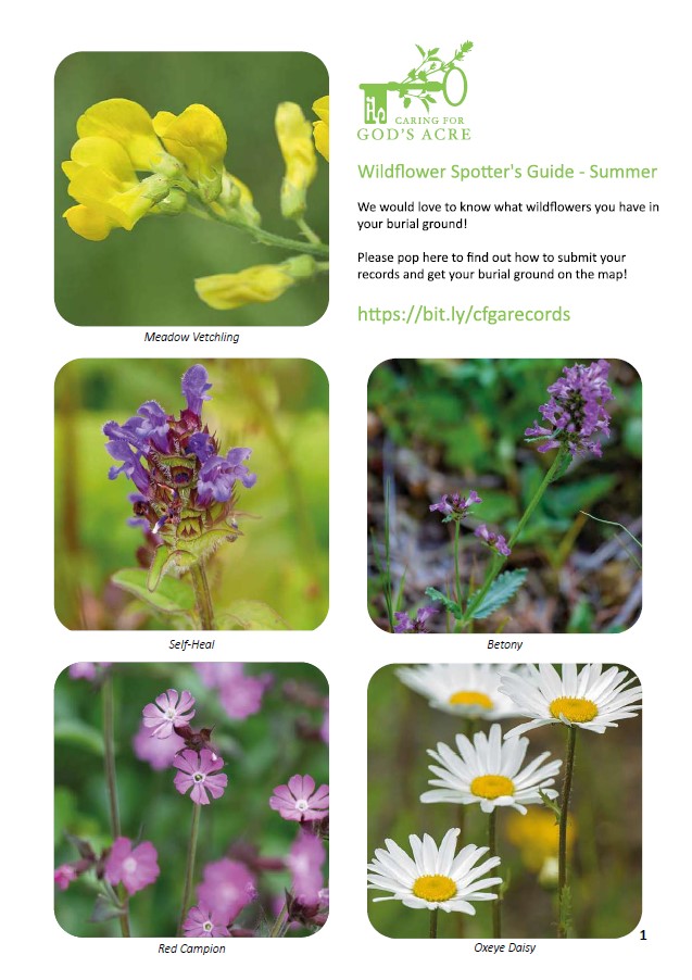 picture of wildflower spotting chart