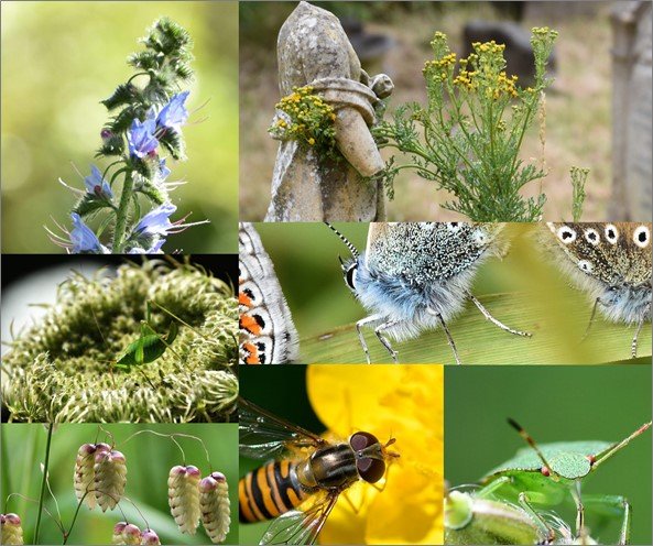 Top-left to bottom-right, clockwise: Viper’s-bugloss, Common Ragwort, Common Blue, Common Green Shieldbug, ‘Marmalade Hoverfly’, Quaking Grass, Speckled Bush-cricket.