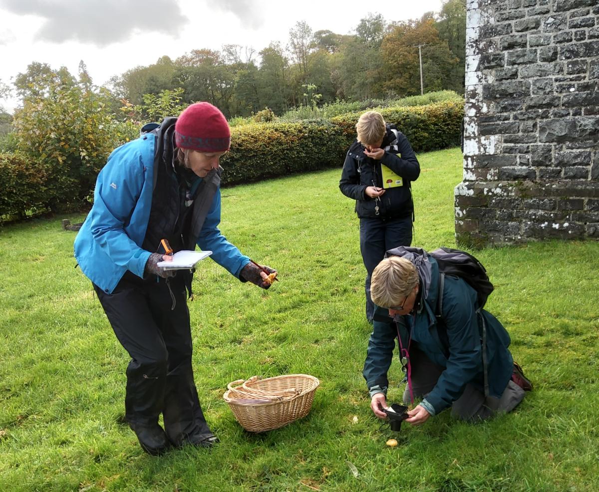 Fungi session in Beulah, Powys.