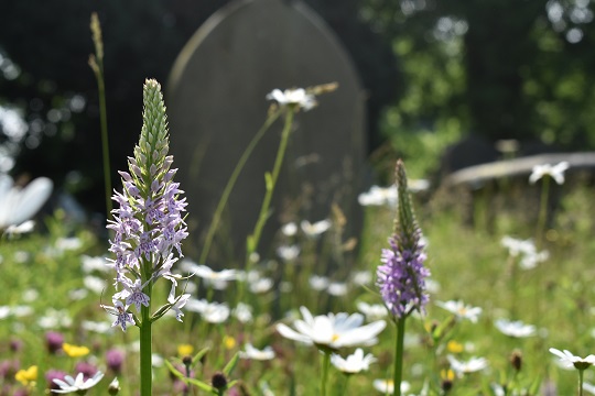 orchids in churchyard