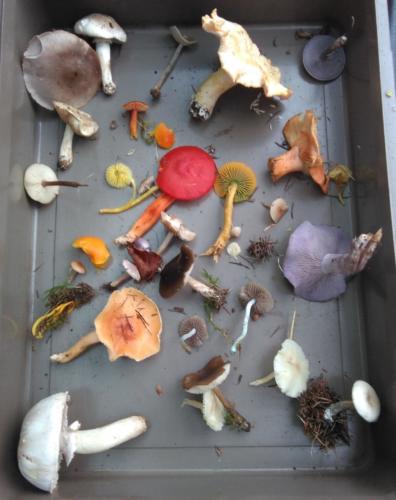 A selection of fungi 